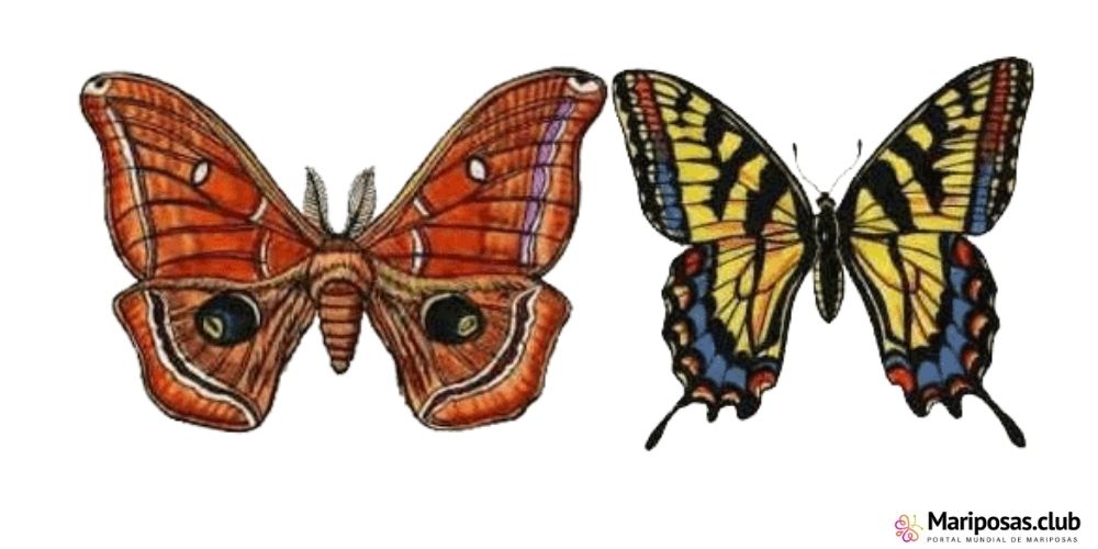 Diferencias entre una mariposa y una polilla