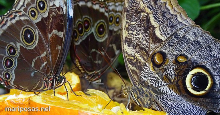 Qué Comen Las Mariposas Y Por Qué Es Tan Importante Mariposas 6000