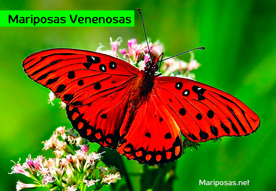 Mariposas Venenosas