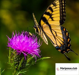 Que comen las mariposas