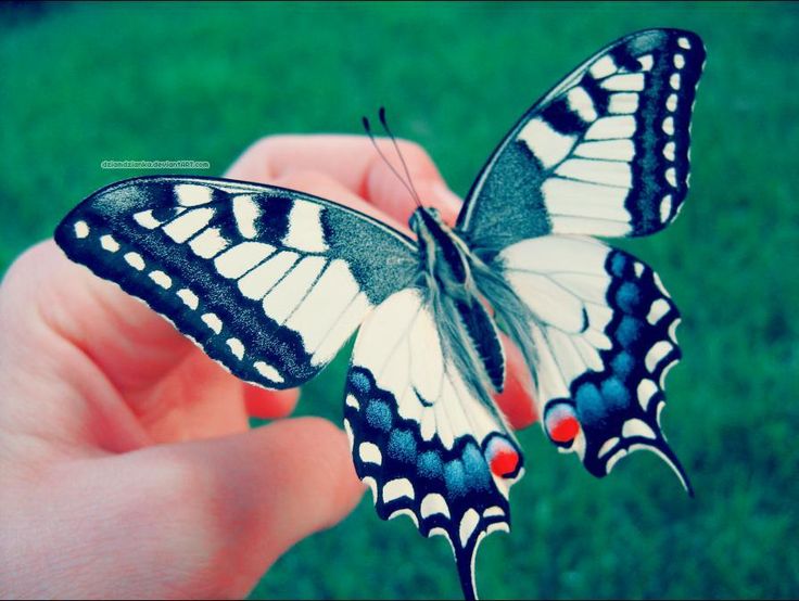 atraer mariposas a tu jardin