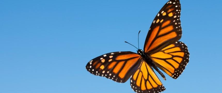 Mariposa monarca en Canadá
