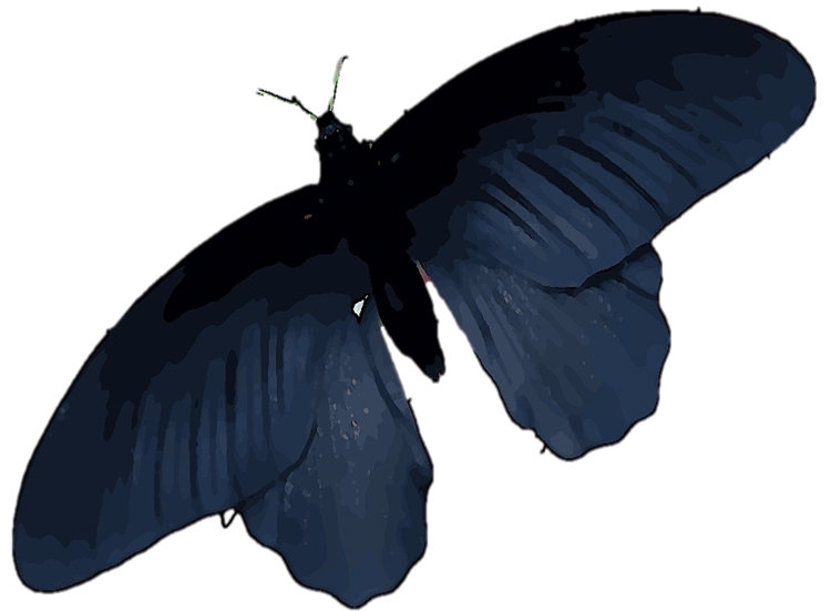 mariposas negras